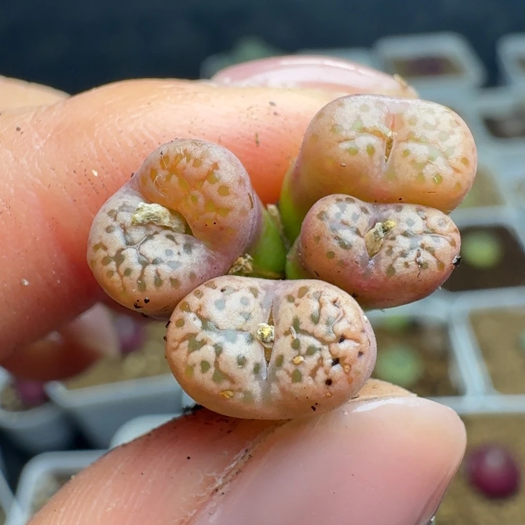 2282四头鸟哈尼勋章