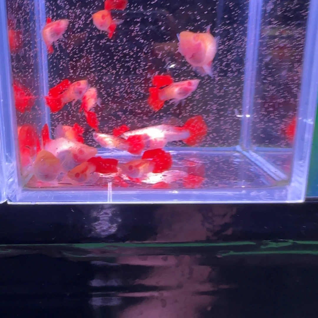 孔雀鱼琉璃白子一缸