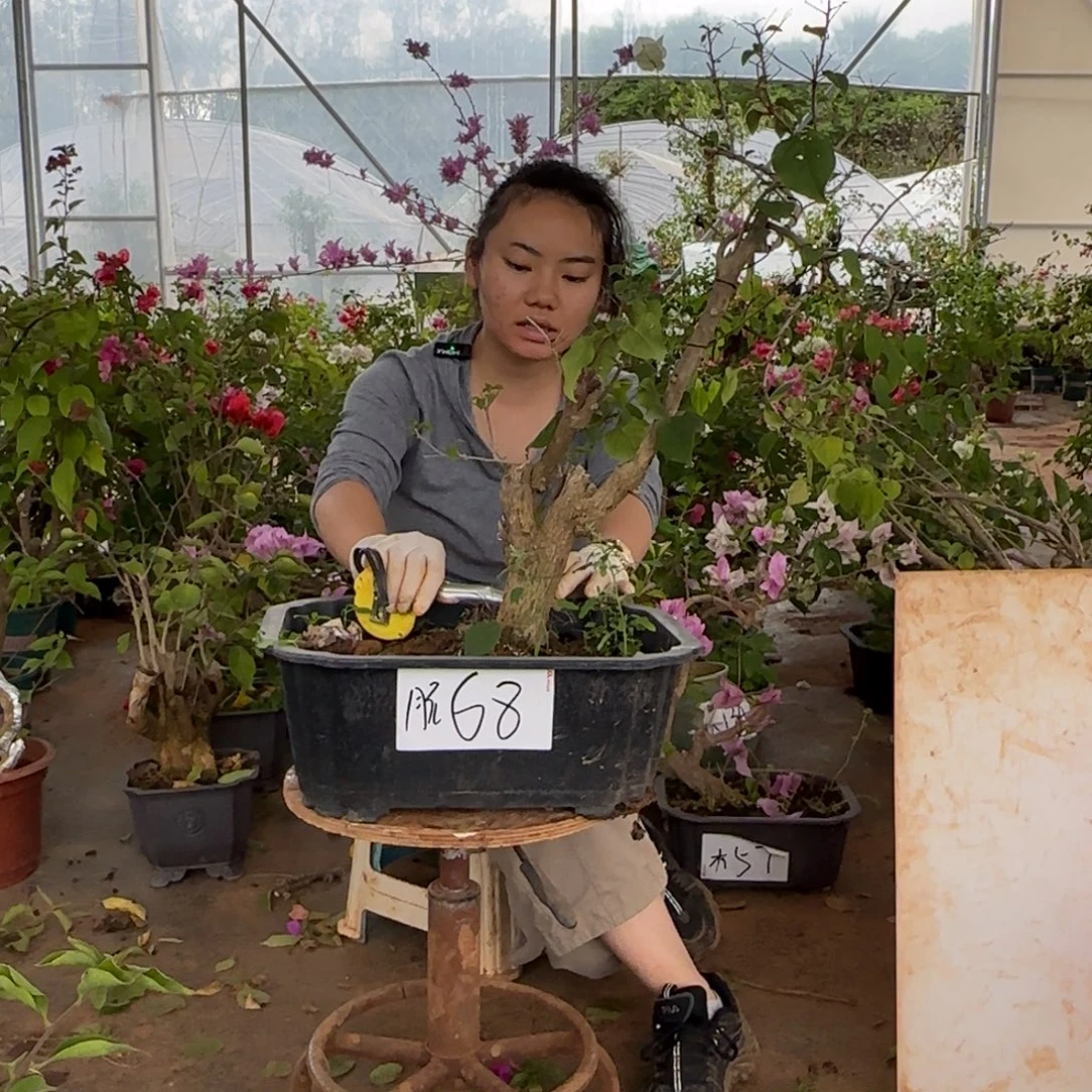大部分花苞少量开放绿樱 68脱
