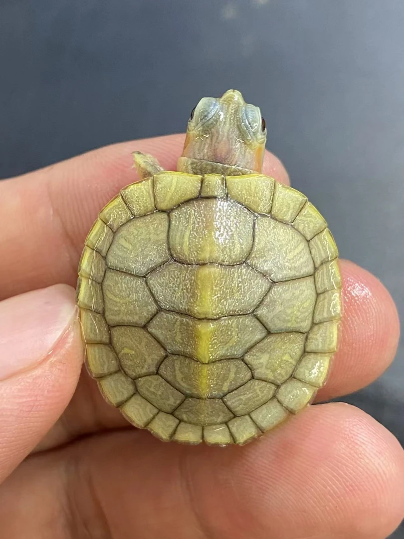 变异果冻巴西龟～变异观赏龟～人工活体繁育宠物龟观赏龟
