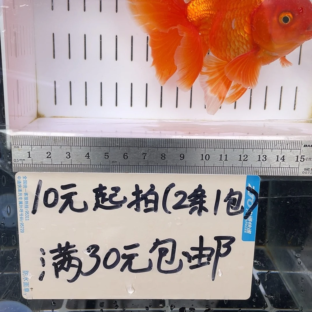 金鱼@****辰金鱼福利多多