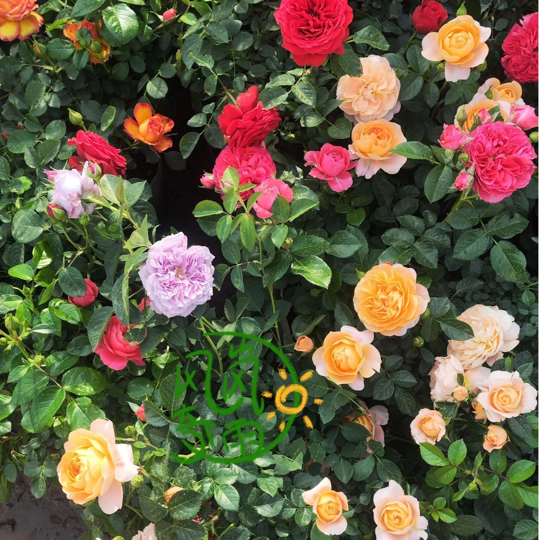 大花月季盆栽花苗带花苞四季开花阳台庭院观赏植物蔷薇玫瑰花苗