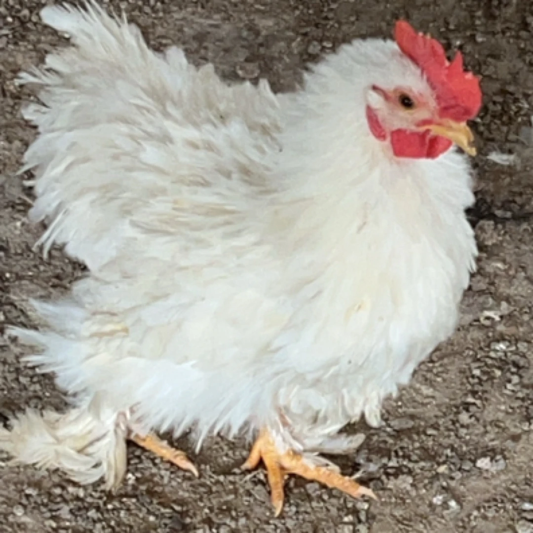 冯氏珍禽宠物翻毛鸡5个月