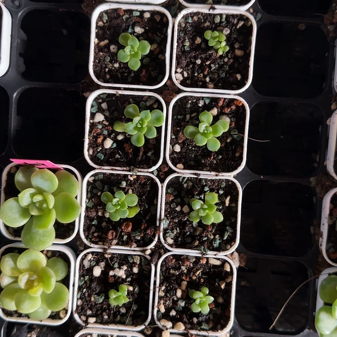 蜜语中苗盆8号床一个满25包邮