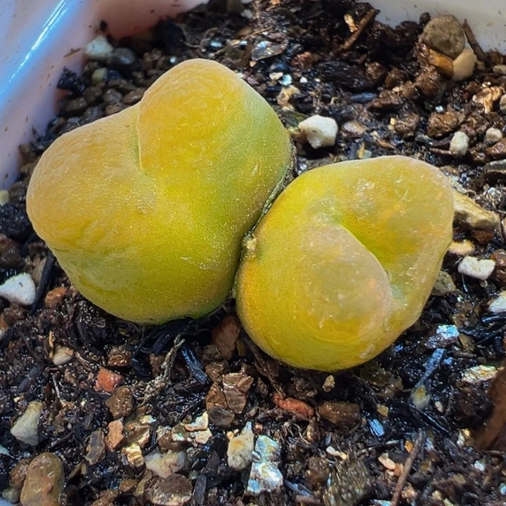 652多肉植物种类多样