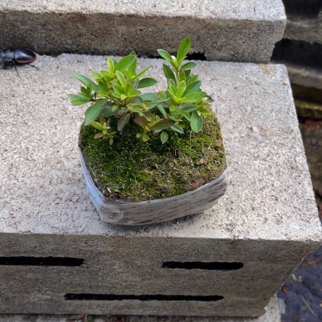 【闪购商品】无花朵若**现