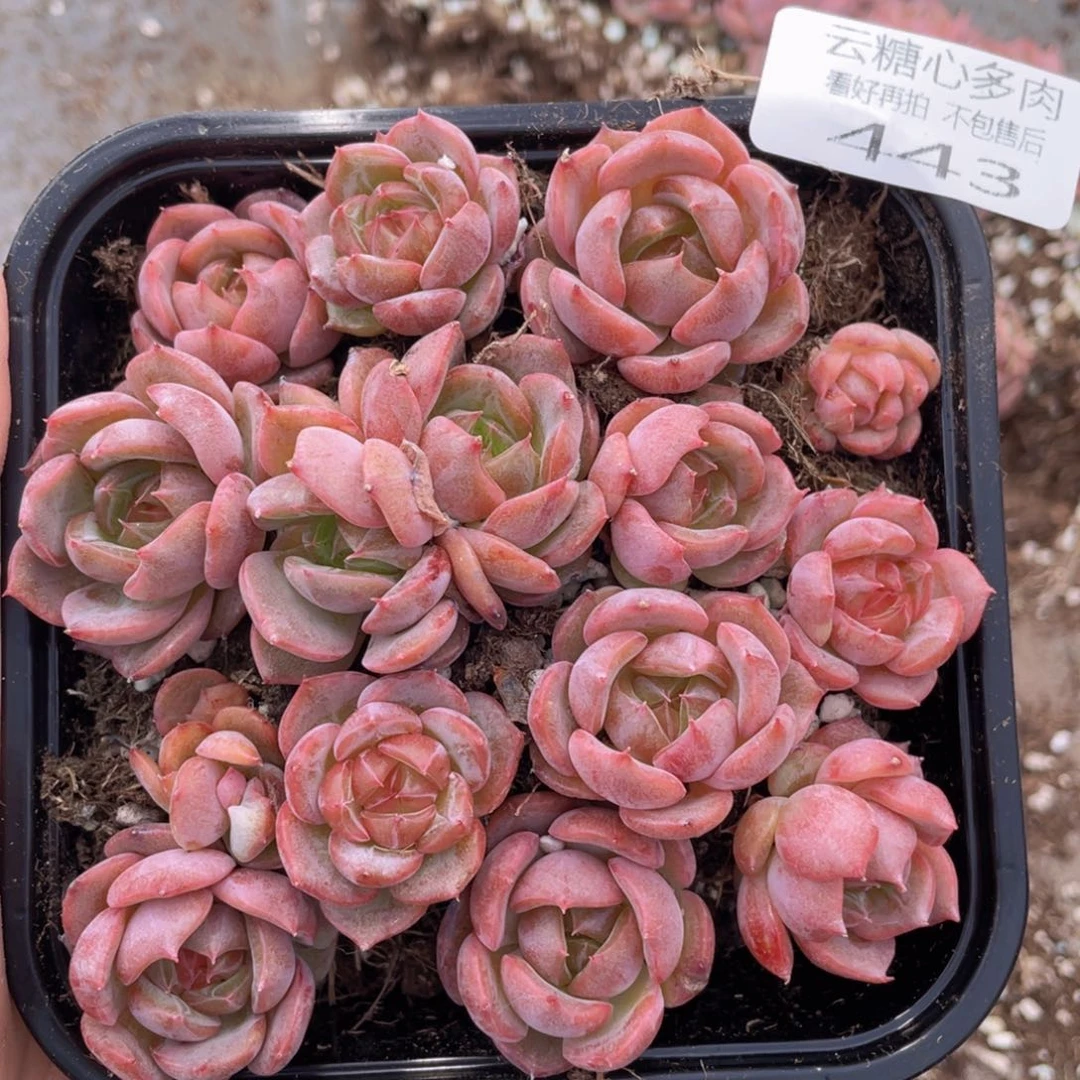 云糖心多肉植物443