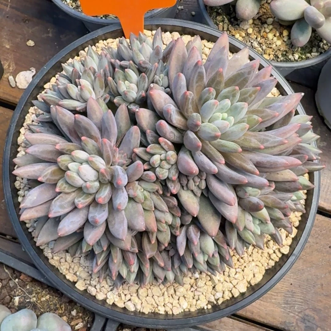 红蜻蜓22222222222222222
