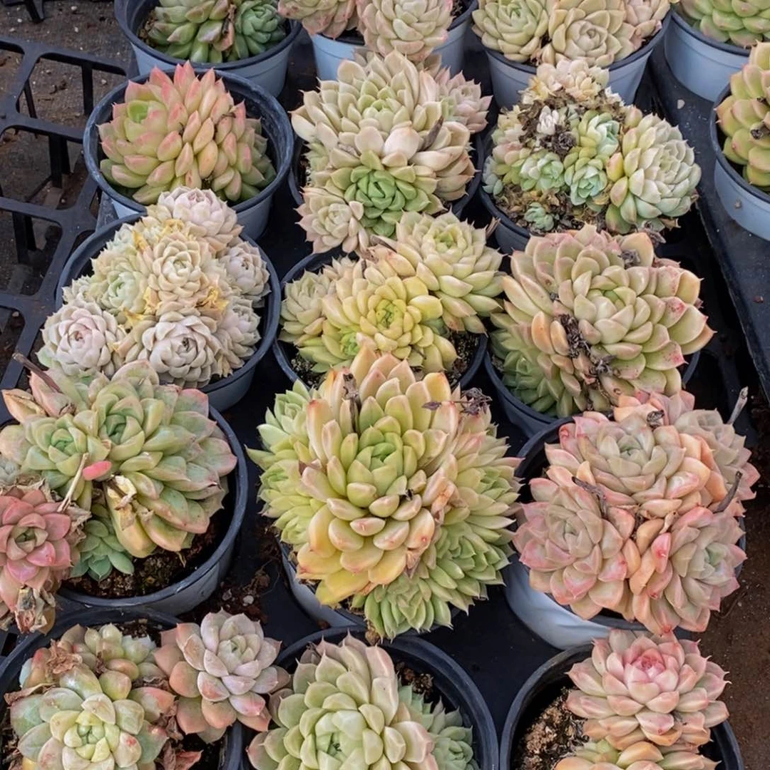 幸****x719的人生态度是