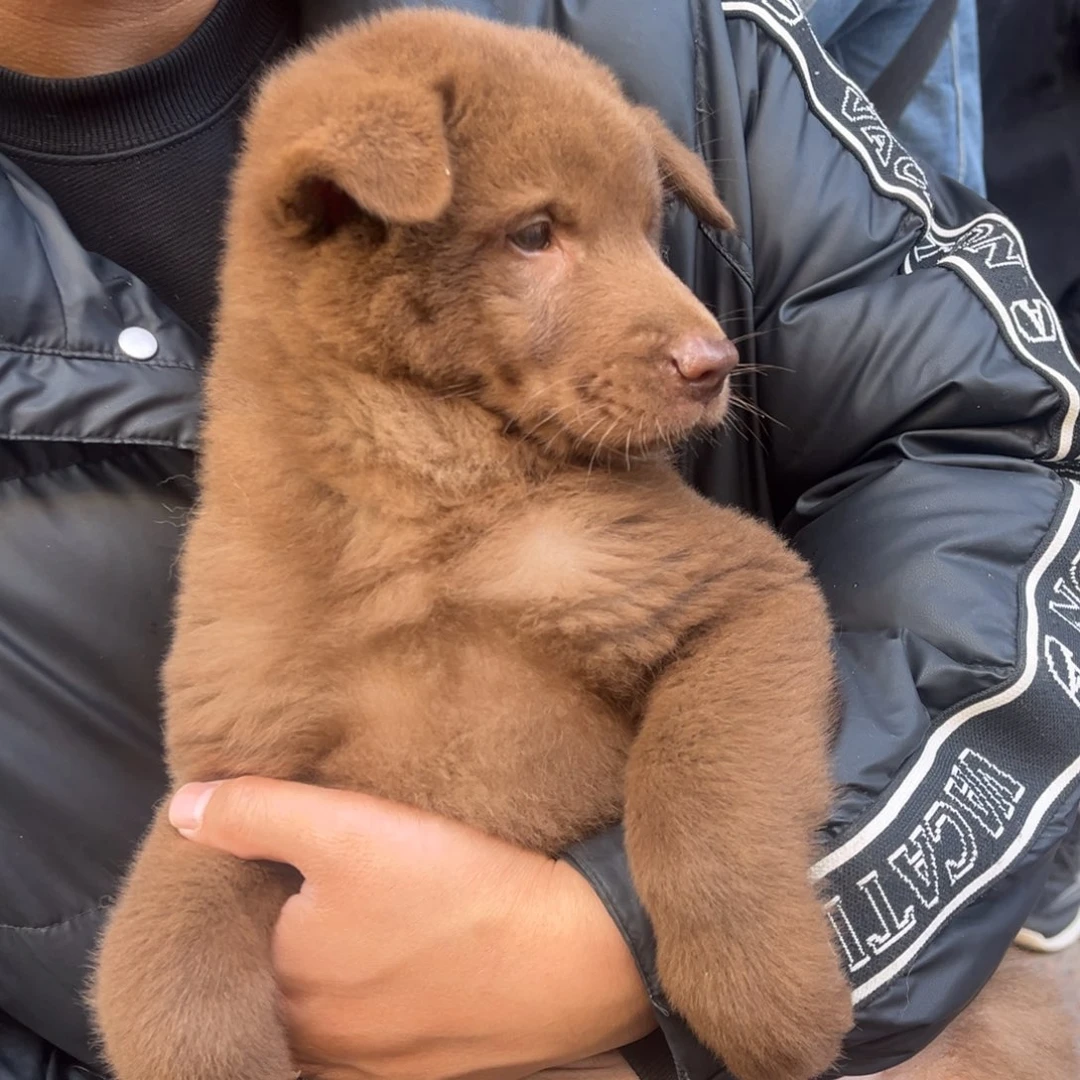 用***8中华田园犬小弟弟