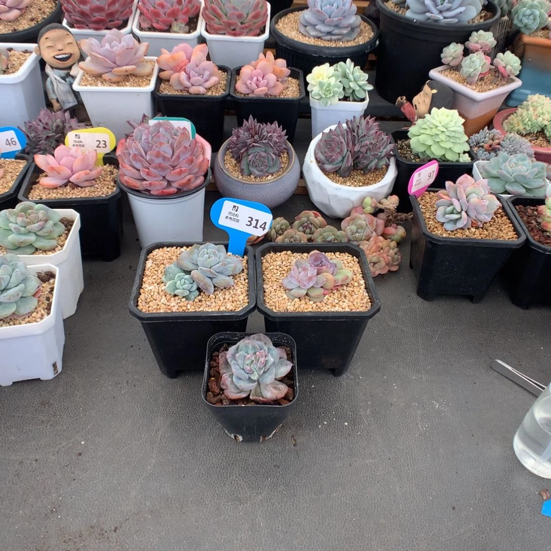 Q***y314 星影石化多肉