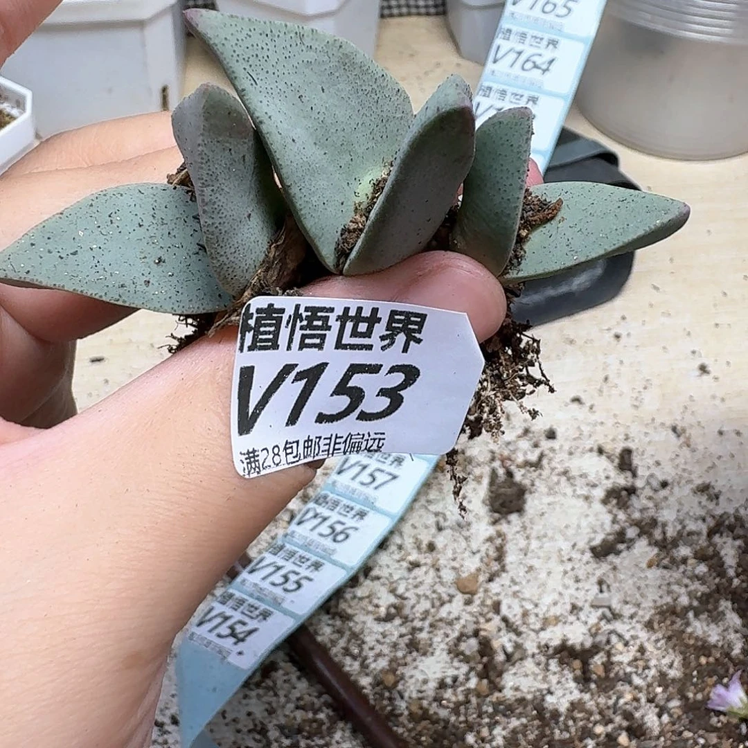 多肉植物的润泽fg