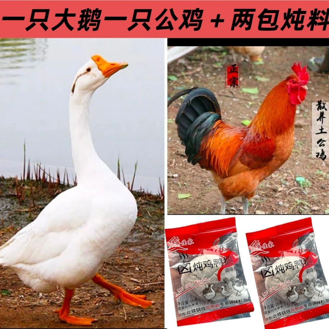 鸡鹅自由-《一只大鹅+一只草原红》-《三只草原红+一斤鸡胗》