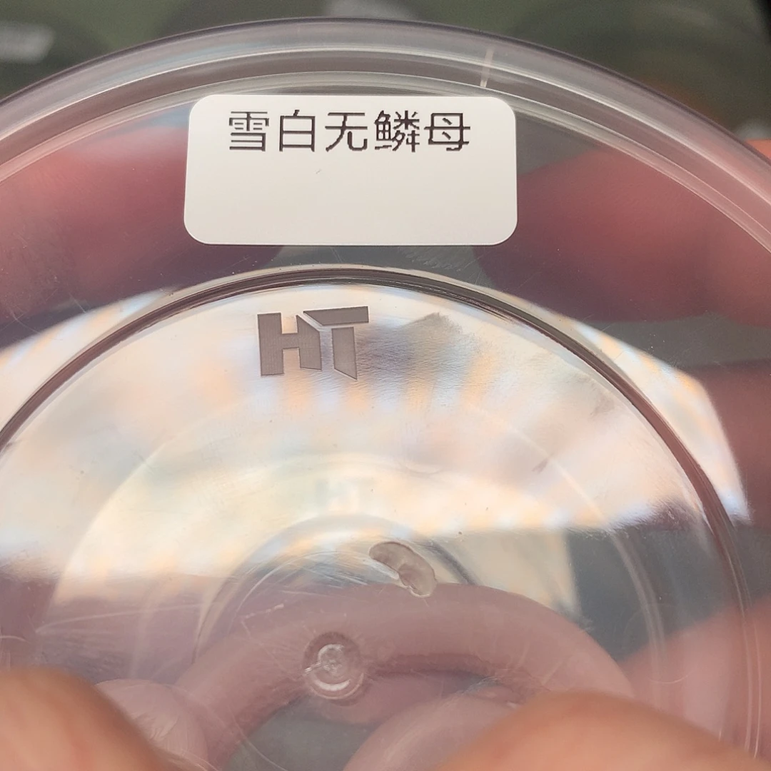 豹纹守宫雪白无磷