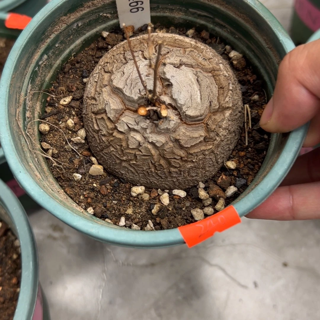 精品盆栽养定龟甲龙0466号