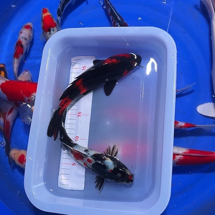 海水锦鲤的尾巴和尾巴