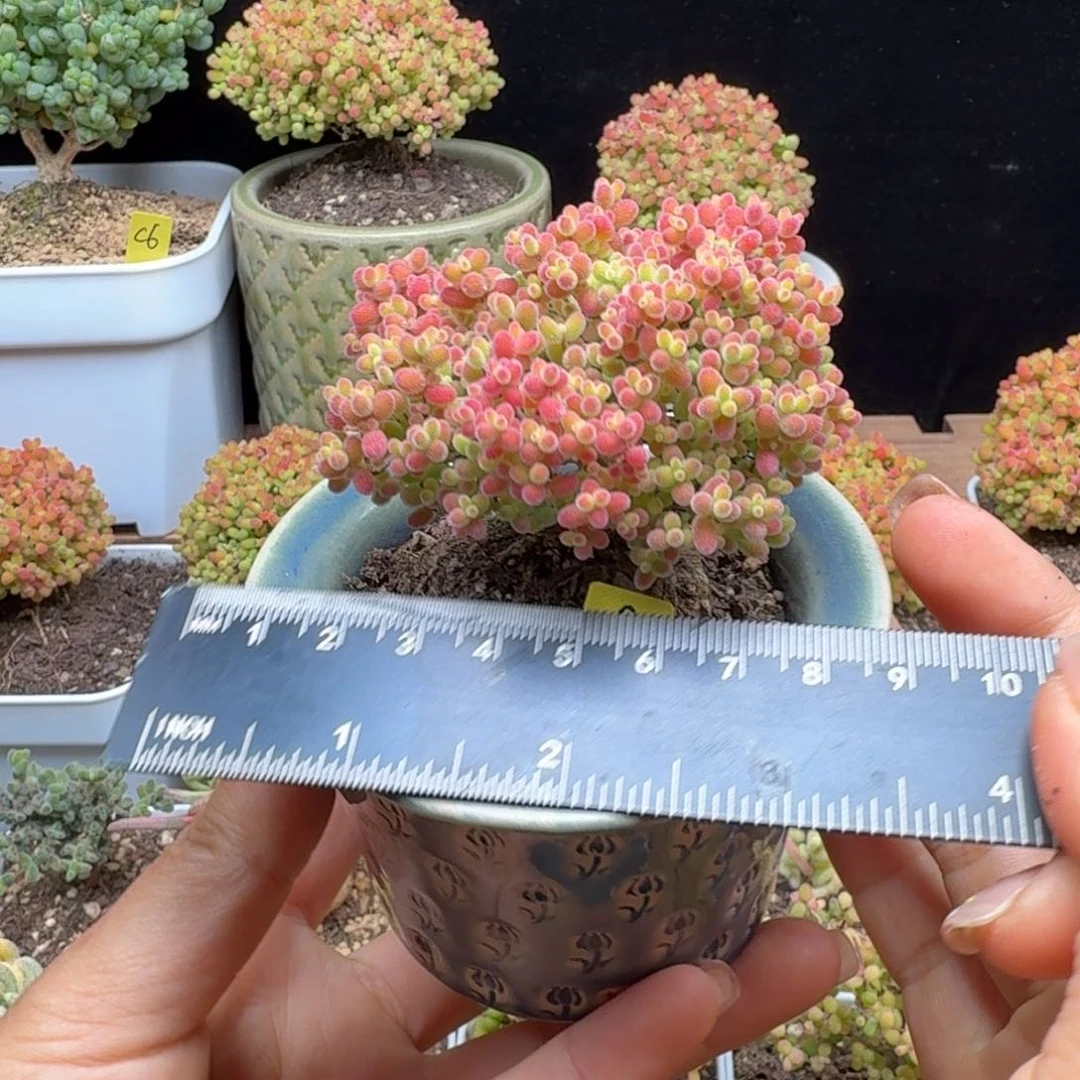 a39号蜜橘冠服6.5厘米带盆发