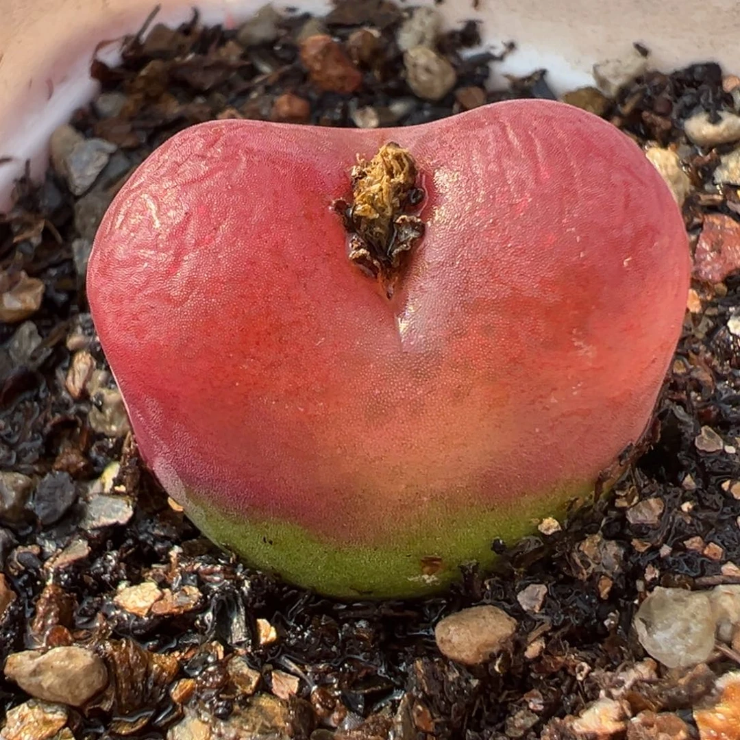 985多肉植物种类多样