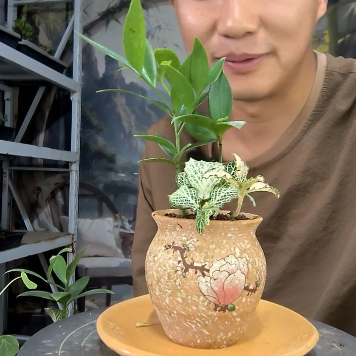 芒**冰中青园艺一物一拍206