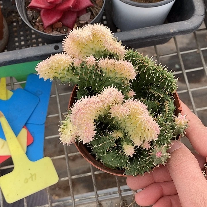 漂亮仙人球一物一拍