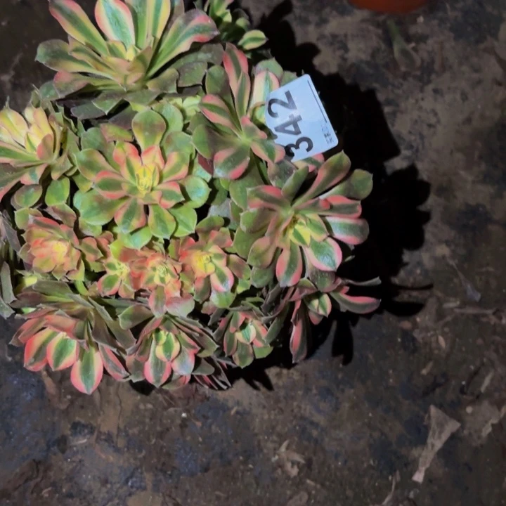 342红牡丹多肉植物