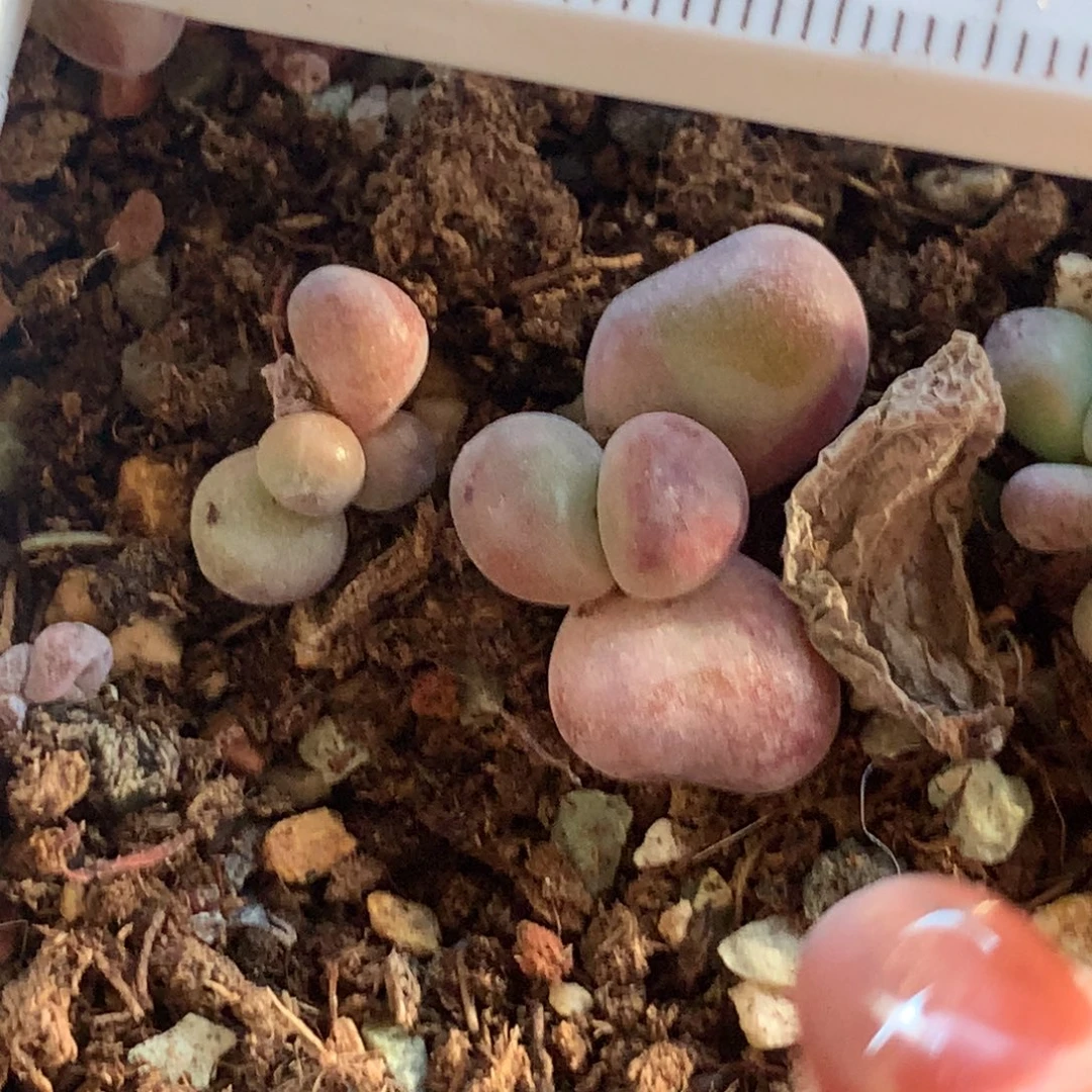 红拉丝 基因 不满28发到付，发一片叶，~