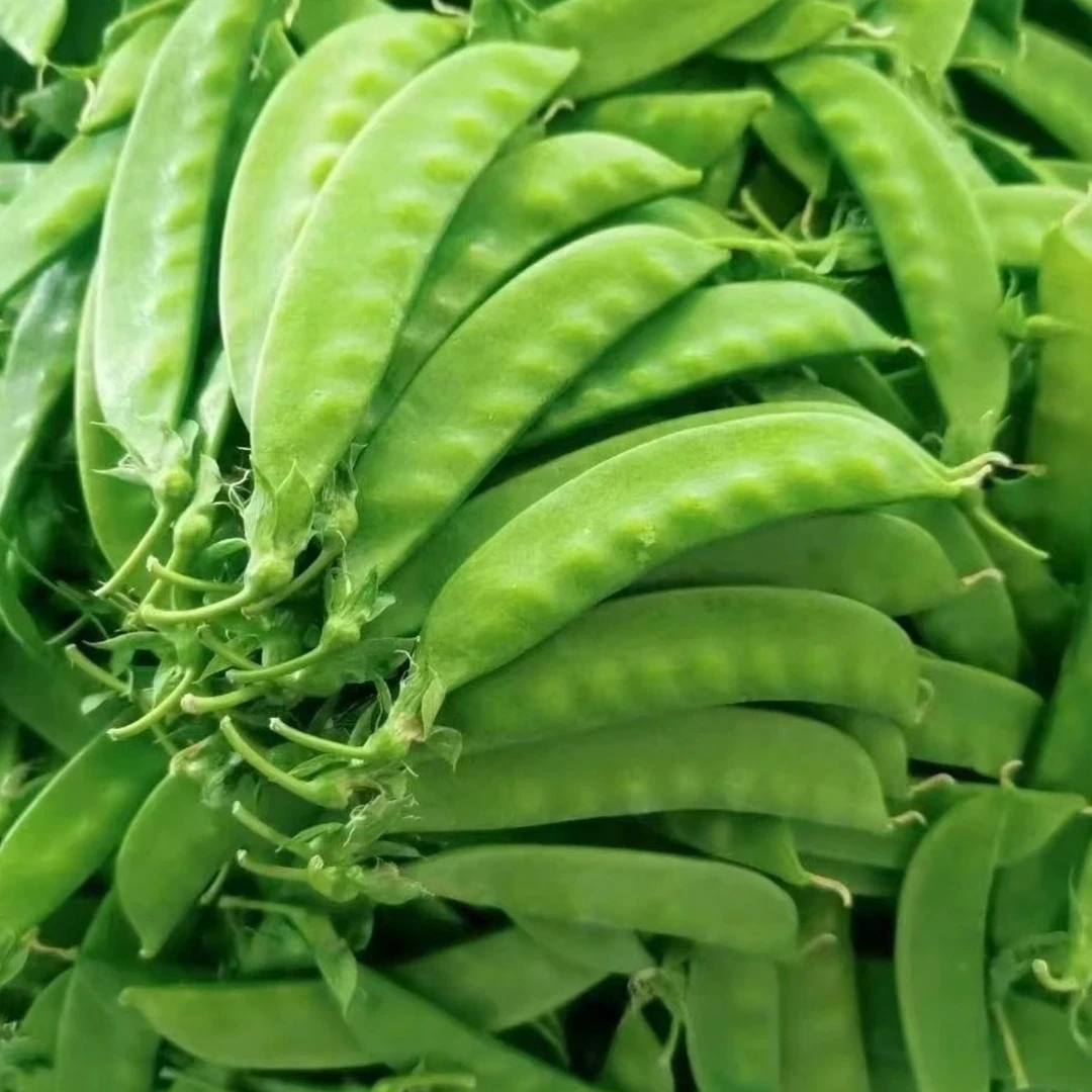 （豌豆荚，豌豆籽）湘西本地老品种