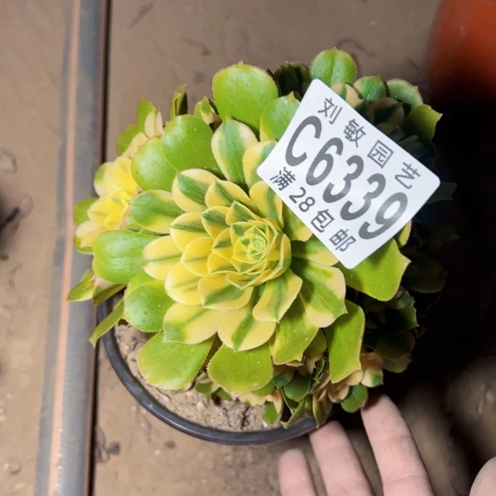 辛尼亚多肉植物法师6339