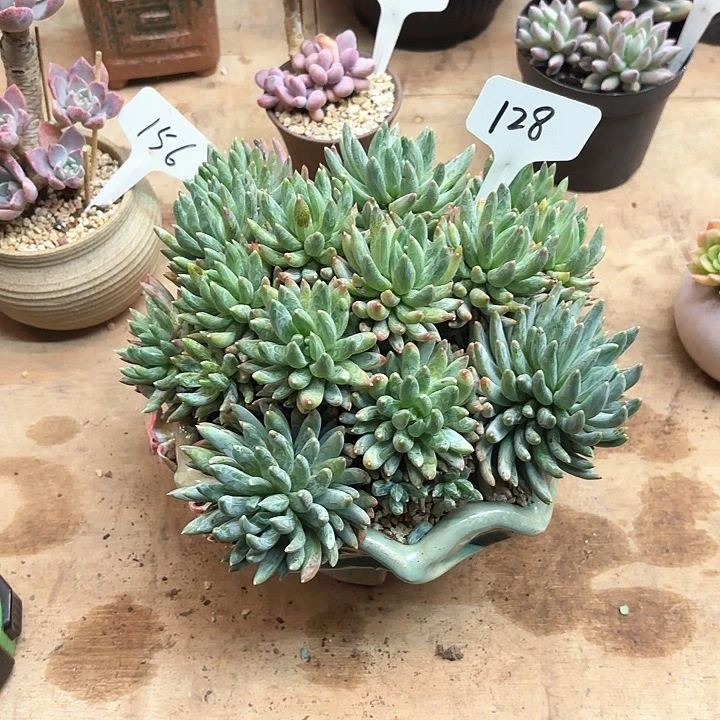 多肉植物，炫彩星128号