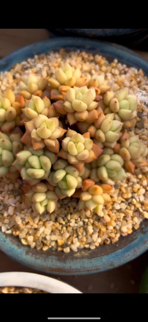 多肉植物 象牙群生