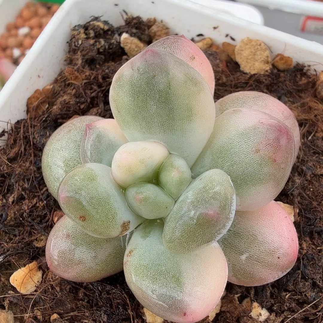 香水锦，多肉植物