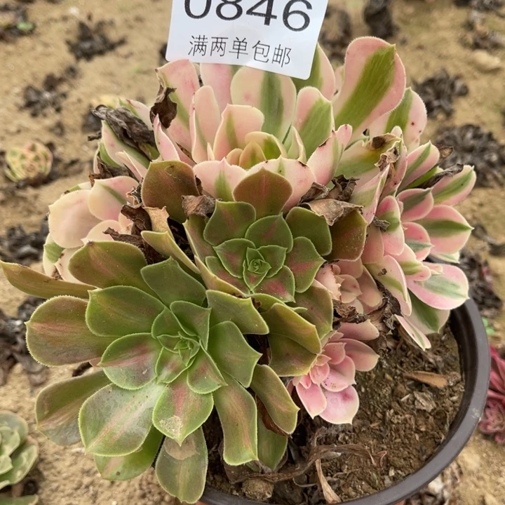 女巫的人多肉的人0846