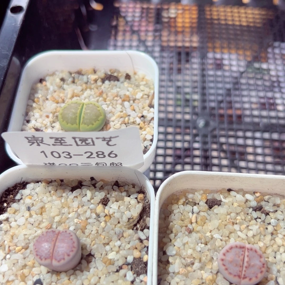 乐***7103-316多肉多肉多肉