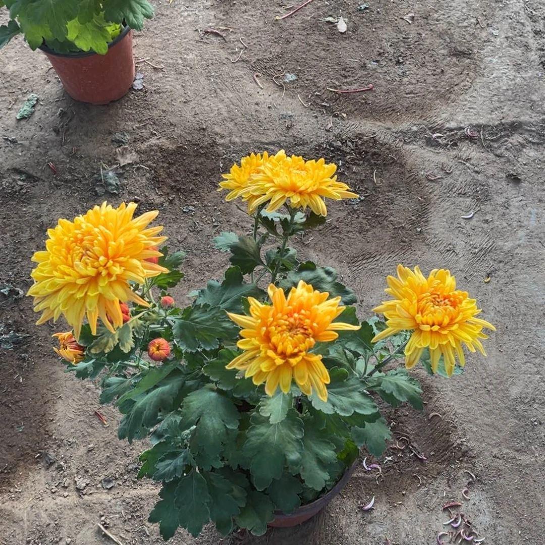 完全开放暖黄色原盆