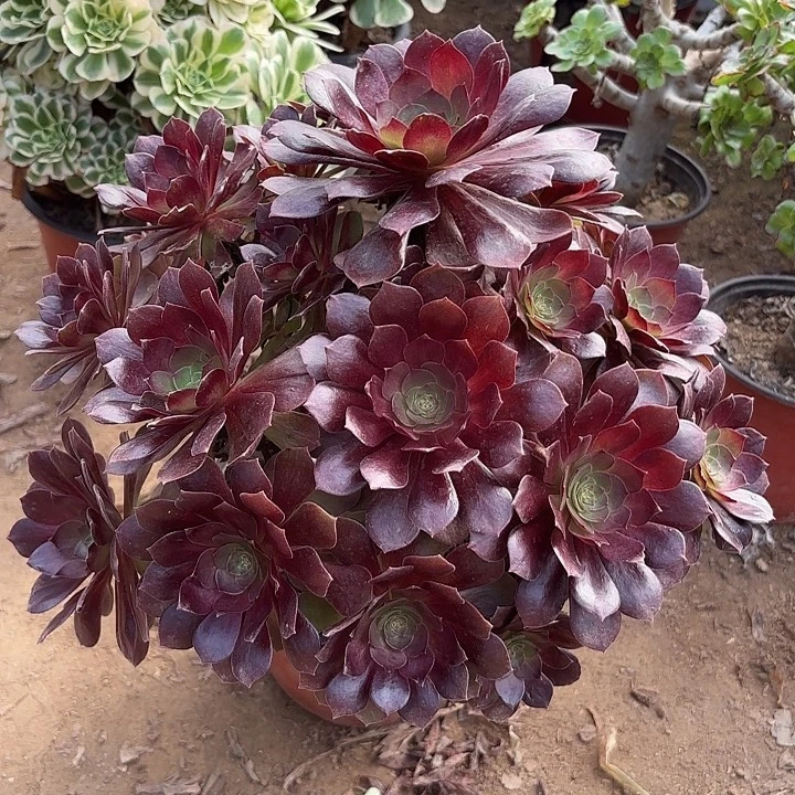 多肉植物赤焰莲30