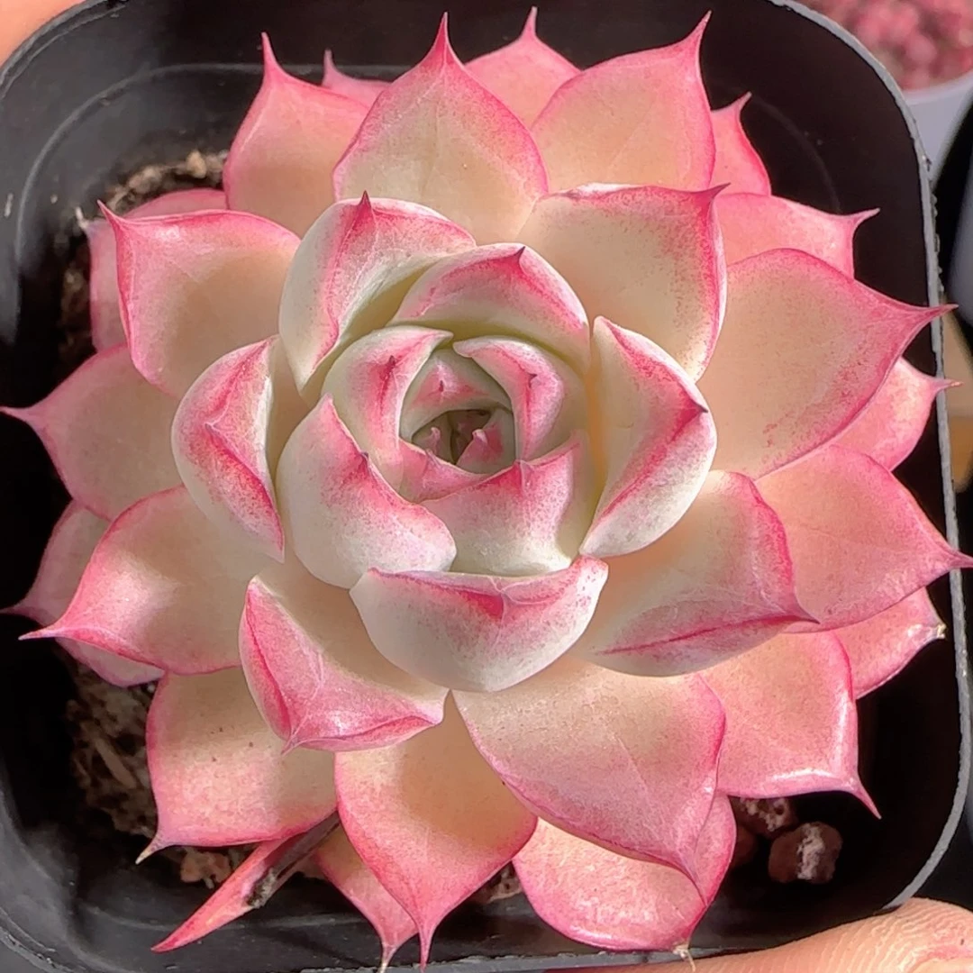 多肉1230-138女王玫瑰