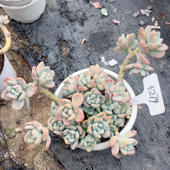 晨雨多肉一物一拍+279