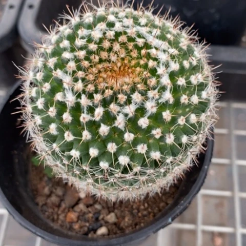 实生大恋山彦6仙人球