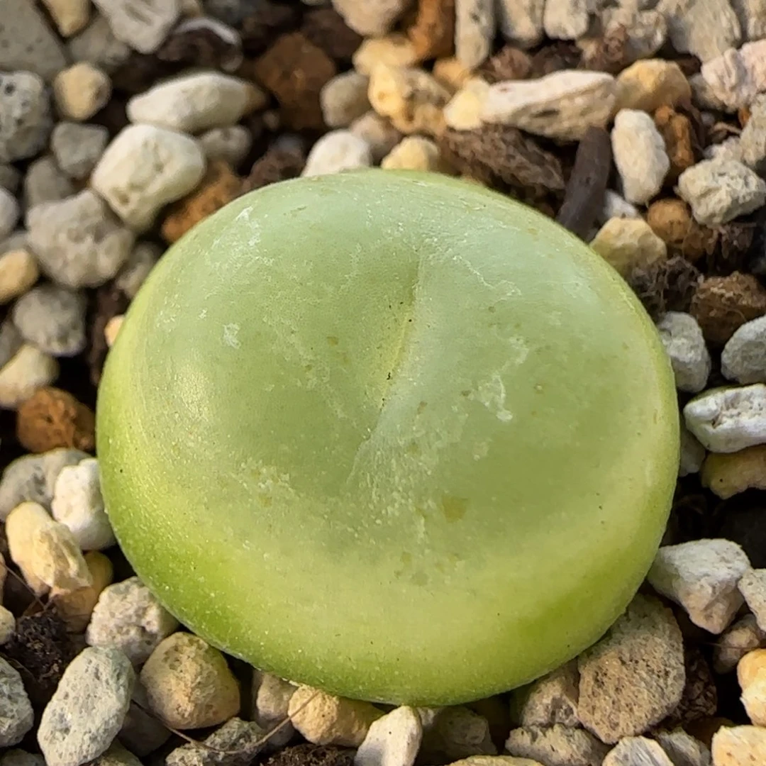 12-21-1-5当天满38包邮拉登1.85cm脱土