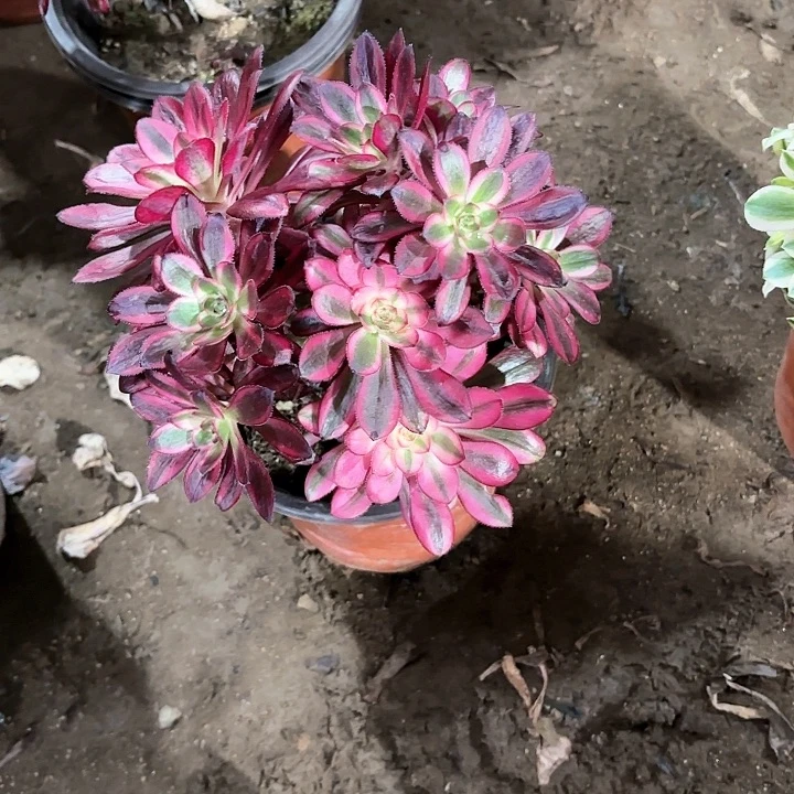 筱**。多肉植物香乃尔123