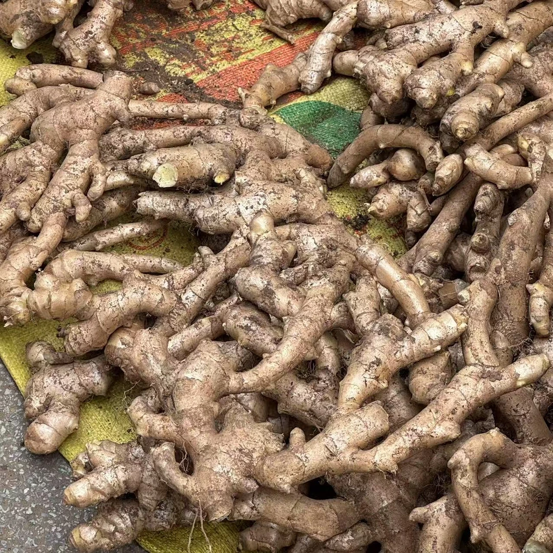 【箱装】农家本地新鲜生姜姜金黄饱满