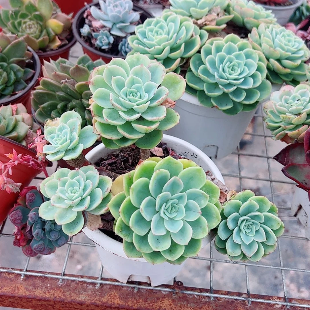 哈密瓜多头群生老桩特价