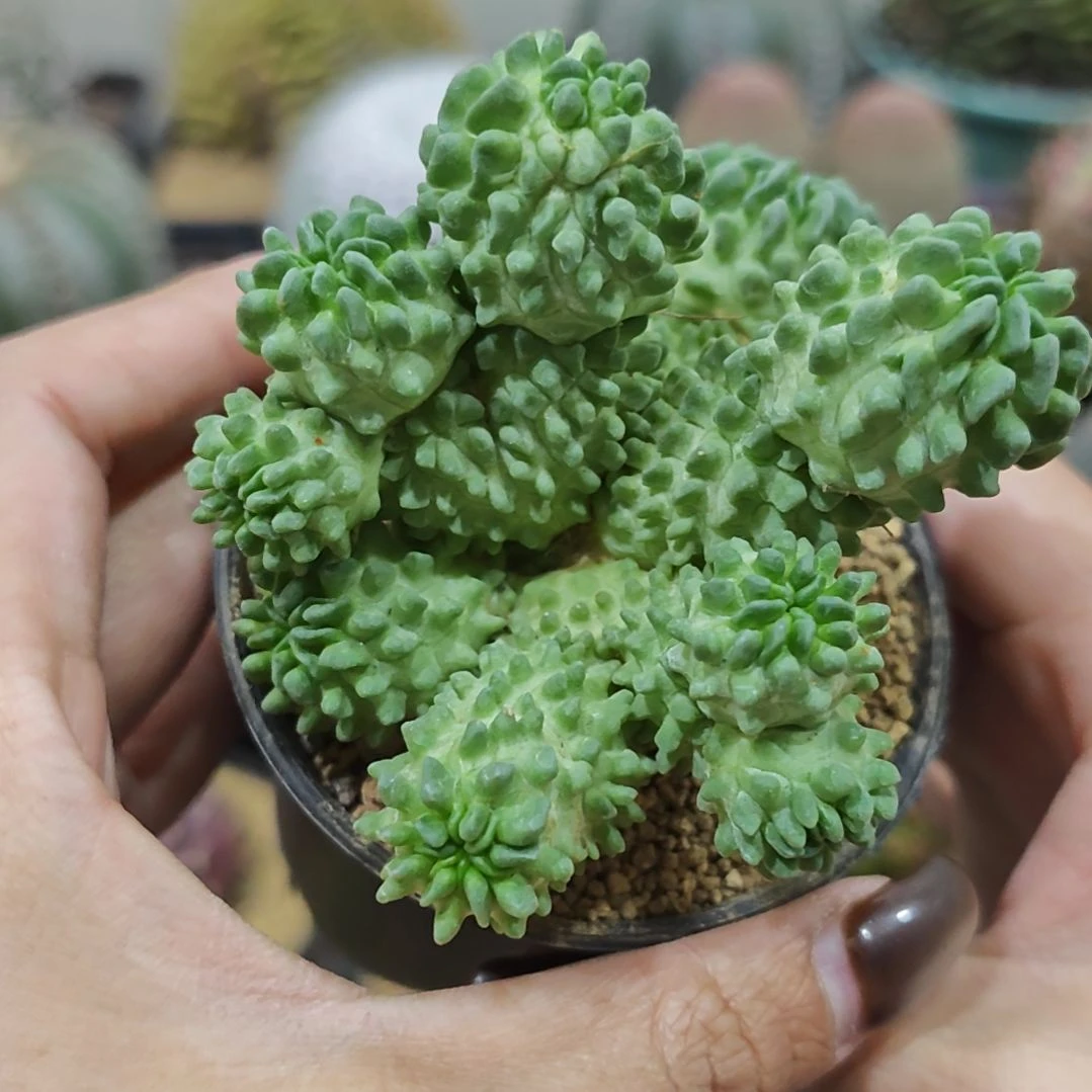 蝌蚪仙人球多头自根