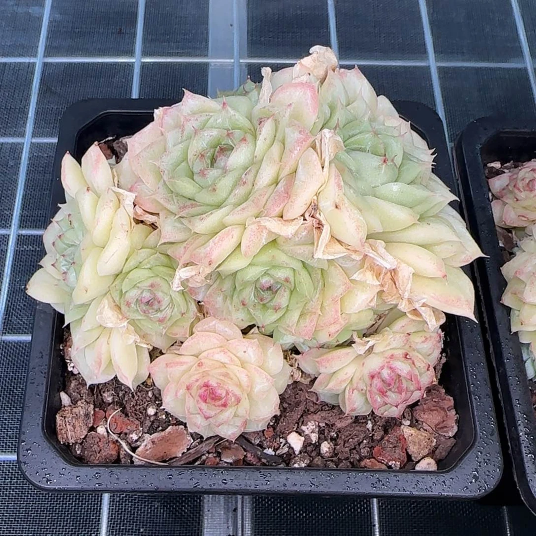 从前慢花园精选白天鹅