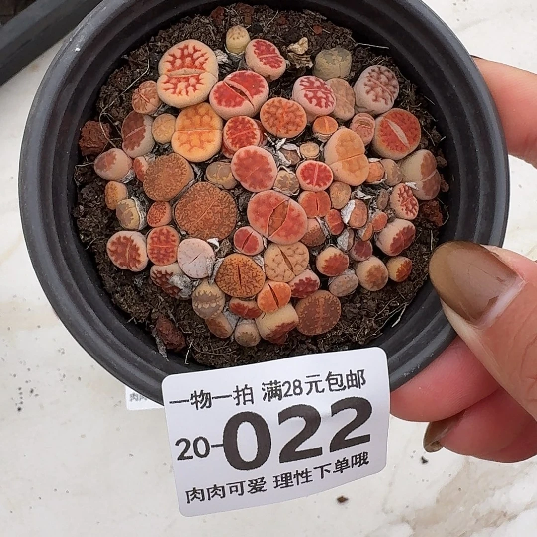 生石花无盆土发货无盆