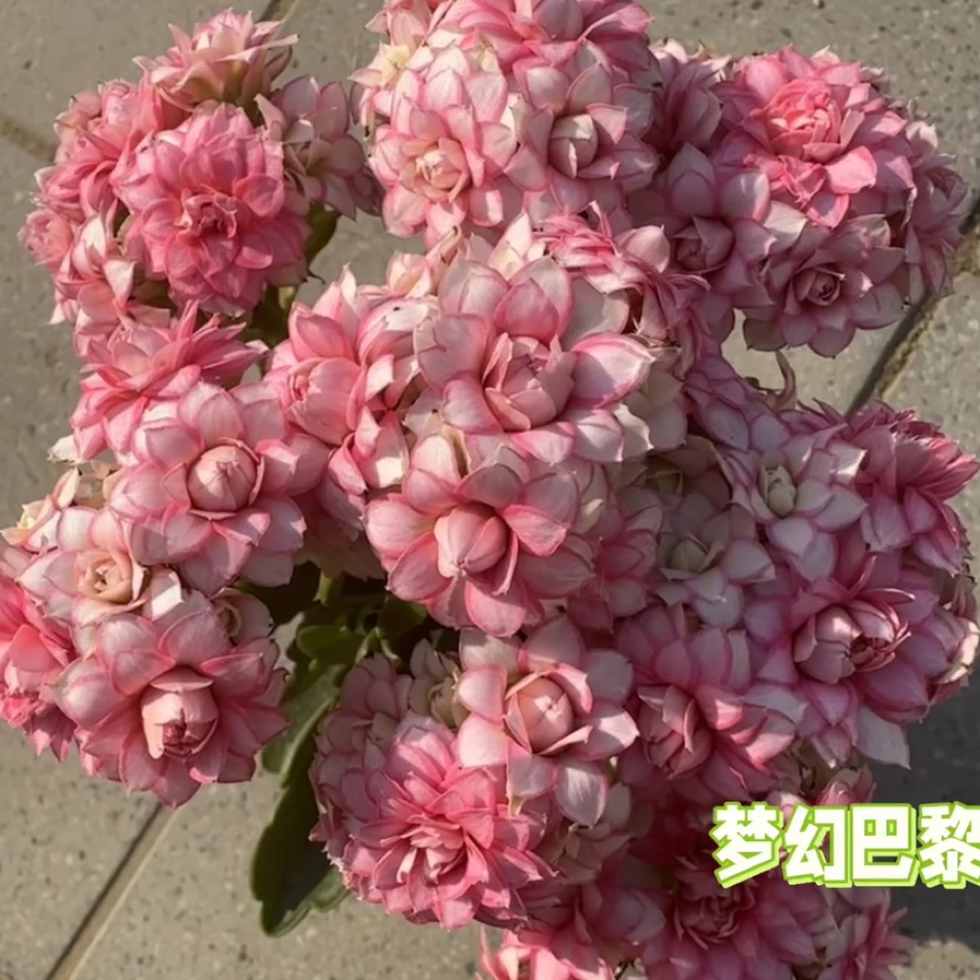 『梦幻巴黎美丽』110盆长寿花长春花天竺葵绿植阳台盆栽