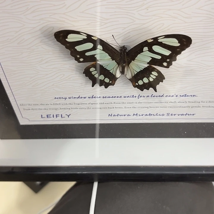 瞌***局蝴蝶标本定制943@