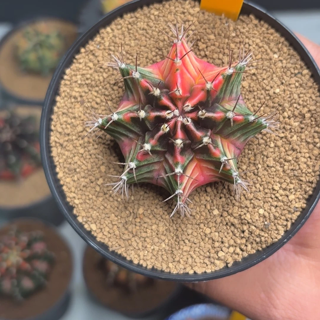 316-1017泰国发货多肉