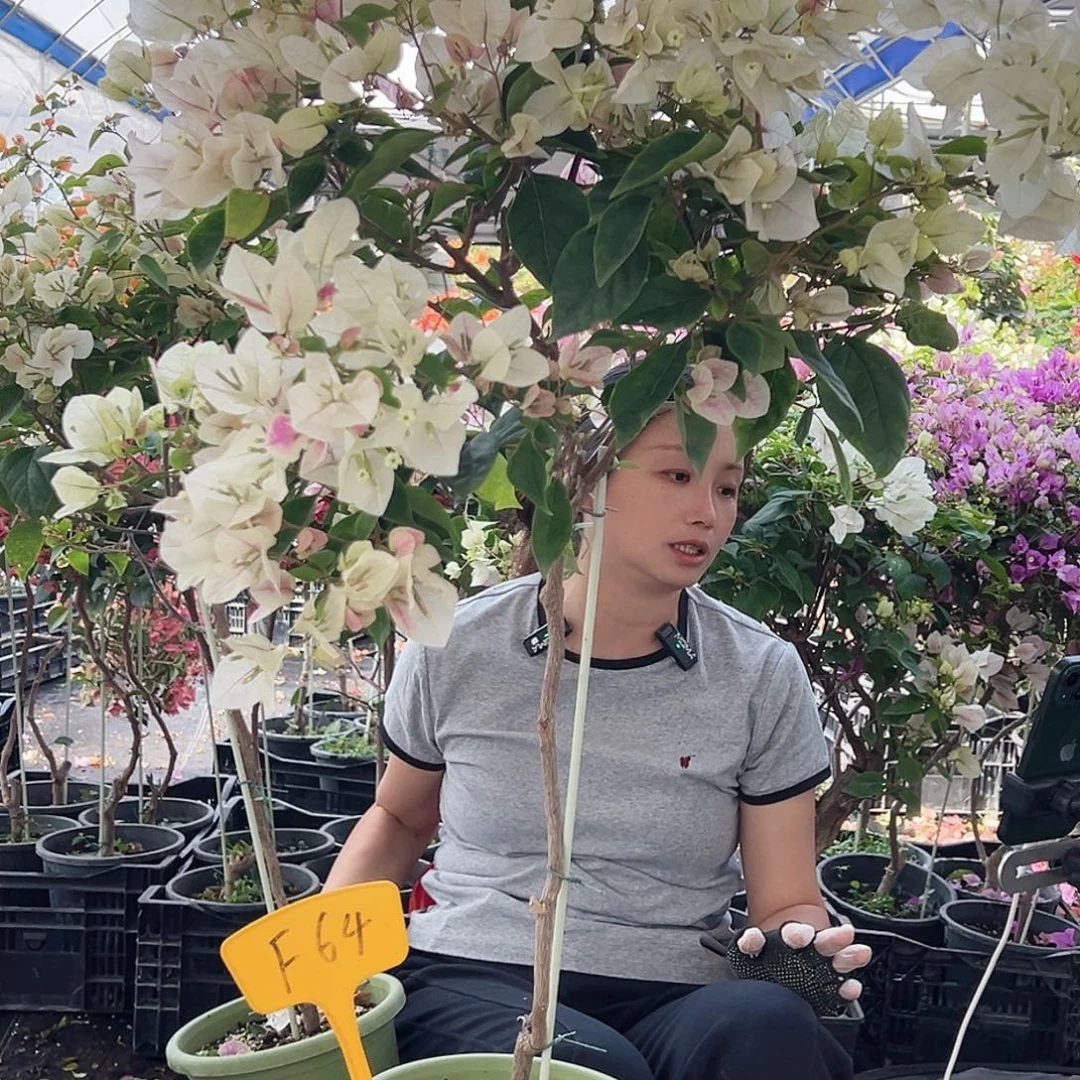 水***叶大部分花苞少量开放F64章红樱