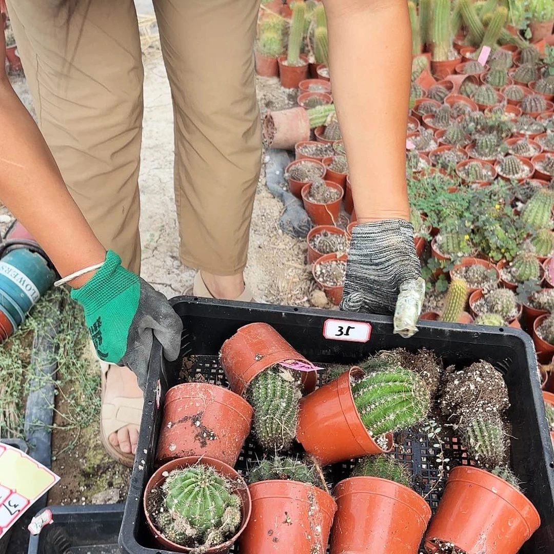 35 一筐瑕疵瘦小无售后